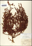 Chamaecrista