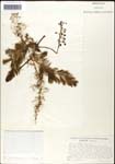 000060935-thumbnail.jpg