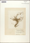 000060944-thumbnail.jpg