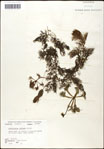 000060948-thumbnail.jpg