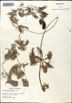 000060949-thumbnail.jpg