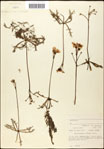 000060950-thumbnail.jpg
