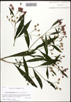 000061104-thumbnail.jpg