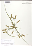 Cyperus