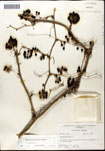 Smilax