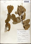 Smilax