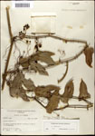 Smilax