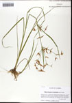 000061274-thumbnail.jpg