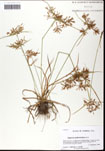 000061296-thumbnail.jpg