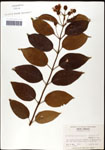 000061297-thumbnail.jpg