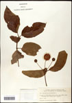 000061299-thumbnail.jpg