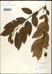 000061300-thumbnail.jpg