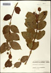 Cephalanthus