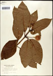 000061302-thumbnail.jpg