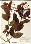 000061304-thumbnail.jpg