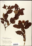 000061305-thumbnail.jpg