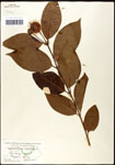 000061306-thumbnail.jpg