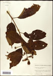 000061307-thumbnail.jpg