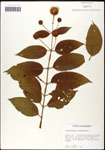 000061308-thumbnail.jpg
