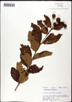 000061309-thumbnail.jpg