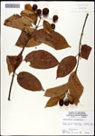000061311-thumbnail.jpg