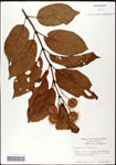 000061312-thumbnail.jpg