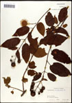 000061316-thumbnail.jpg