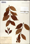 000061318-thumbnail.jpg