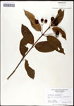 000061319-thumbnail.jpg