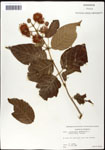 000061323-thumbnail.jpg