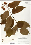 000061325-thumbnail.jpg