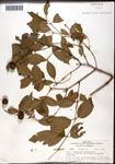 000061326-thumbnail.jpg