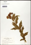 000061329-thumbnail.jpg