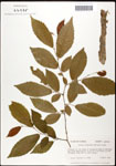 000061357-thumbnail.jpg