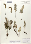 000061382-thumbnail.jpg