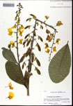 000061396-thumbnail.jpg
