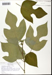 000061403-thumbnail.jpg