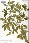 000061411-thumbnail.jpg