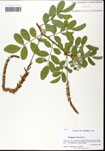000061423-thumbnail.jpg