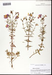 000061447-thumbnail.jpg
