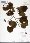 000061453-thumbnail.jpg