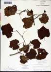 000061455-thumbnail.jpg
