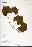 000061456-thumbnail.jpg
