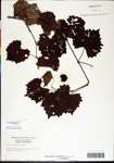 000061457-thumbnail.jpg