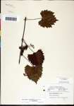 000061458-thumbnail.jpg