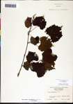 000061460-thumbnail.jpg