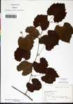 000061463-thumbnail.jpg