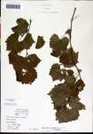 000061464-thumbnail.jpg