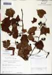 000061467-thumbnail.jpg