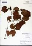 000061471-thumbnail.jpg